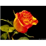 kvet-365.jpg
Poet zobrazen: 3748 (6521.1559 dn) pr.=0.5747
Rozmr: 800 x 600 pixel
Velikost: 46.154 kB