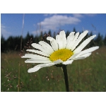 Zobrazeno: 12622 (6502.2493 dn) pr.=1.9412 
Znmka: 2.0088 (1481 x) 
SMS bod: 0/0
