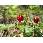 m144_4463.jpg
Poet zobrazen: 3778 (6518.2689 dn) pr.=0.5796
Rozmr: 1600 x 1200 pixel
Velikost: 434.648 kB