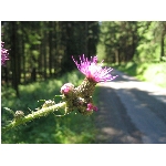 m144_4466.jpg
Poet zobrazen: 3389 (6518.0299 dn) pr.=0.5199
Rozmr: 1600 x 1200 pixel
Velikost: 414.456 kB
