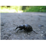 m144_4472.jpg
Poet zobrazen: 3447 (6517.8790 dn) pr.=0.5289
Rozmr: 1600 x 1200 pixel
Velikost: 404.579 kB