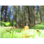 m144_4500.jpg
Poet zobrazen: 3628 (6518.1733 dn) pr.=0.5566
Rozmr: 1600 x 1200 pixel
Velikost: 382.149 kB