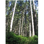 m145_4510.jpg
Poet zobrazen: 3777 (6518.1744 dn) pr.=0.5795
Rozmr: 1200 x 1600 pixel
Velikost: 990.47 kB
