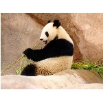 panda.jpg
Poet zobrazen: 3576 (6516.7072 dn) pr.=0.5487
Rozmr: 1024 x 768 pixel
Velikost: 92.758 kB