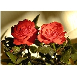 if-03176.jpg
Poet zobrazen: 3766 (6521.4298 dn) pr.=0.5775
Rozmr: 350 x 250 pixel
Velikost: 32.595 kB