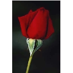 rose6v.jpg
Poet zobrazen: 3666 (6521.4437 dn) pr.=0.5621
Rozmr: 256 x 384 pixel
Velikost: 5.997 kB