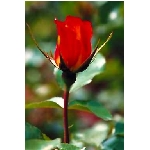 rose7v.jpg
Poet zobrazen: 3480 (6521.4549 dn) pr.=0.5336
Rozmr: 256 x 384 pixel
Velikost: 10.813 kB