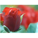 ruze.jpg
Poet zobrazen: 3677 (6521.4476 dn) pr.=0.5638
Rozmr: 900 x 675 pixel
Velikost: 46.621 kB