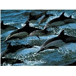 delfini.jpg
Poet zobrazen: 3127 (6512.3603 dn) pr.=0.4802
Rozmr: 1024 x 768 pixel
Velikost: 166.284 kB