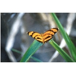 motyl.jpg
Poet zobrazen: 3399 (6514.6321 dn) pr.=0.5217
Rozmr: 1068 x 706 pixel
Velikost: 62.043 kB